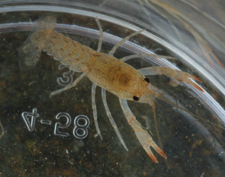 crayfish